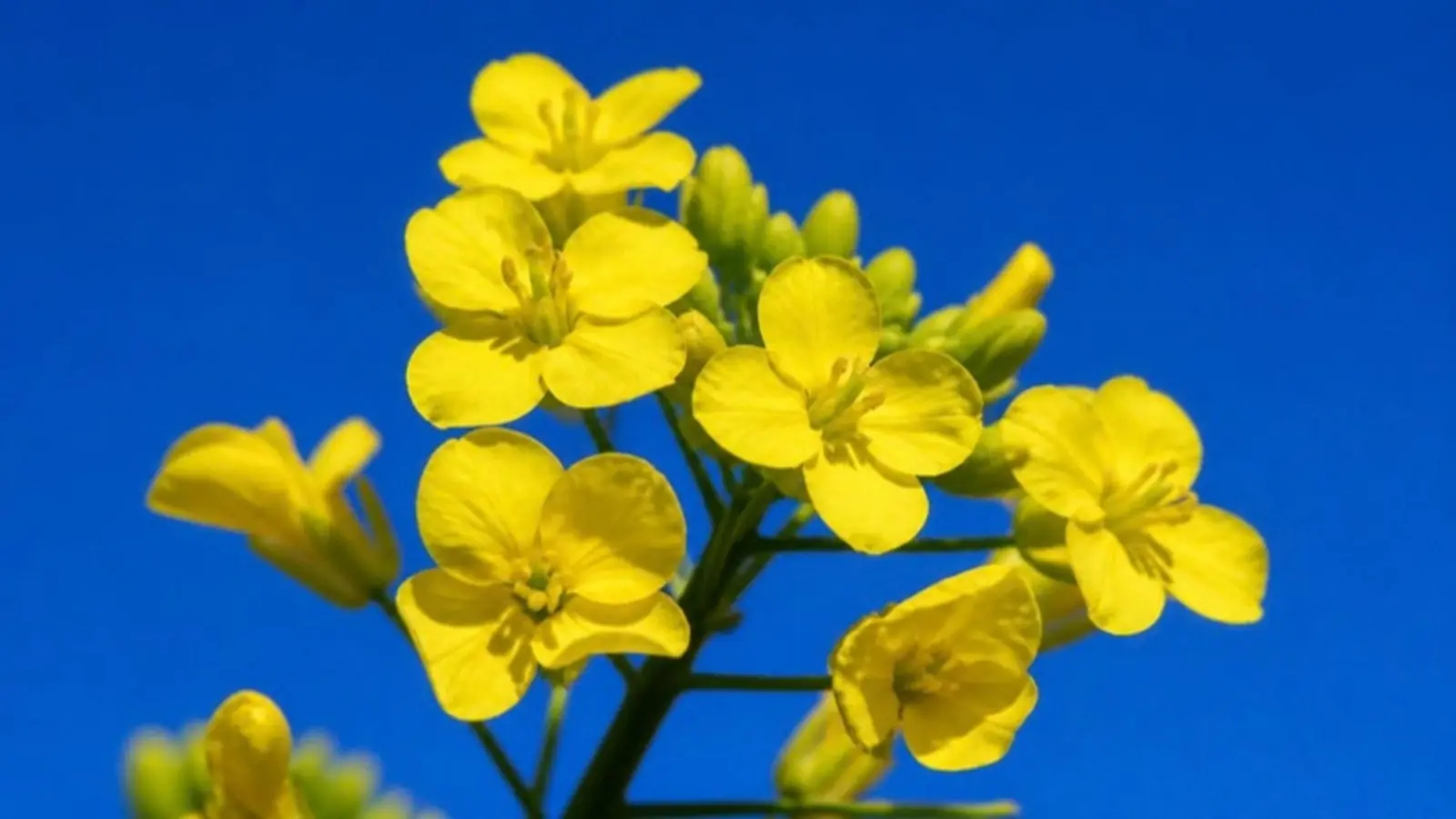 Yellow mustard flowers in Punjab